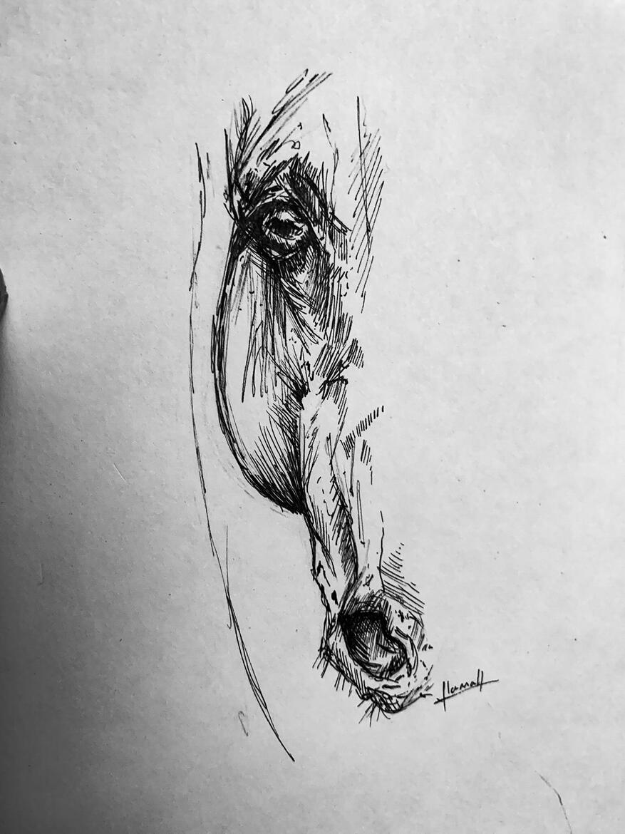 pen and ink half horse head pen and ink half horse head